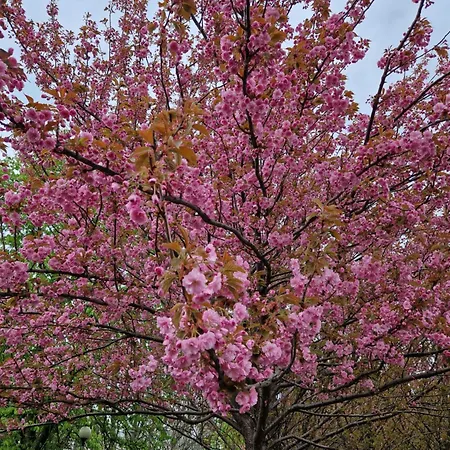 Miejsce Na Namiot W Błońskim Leolandzie *